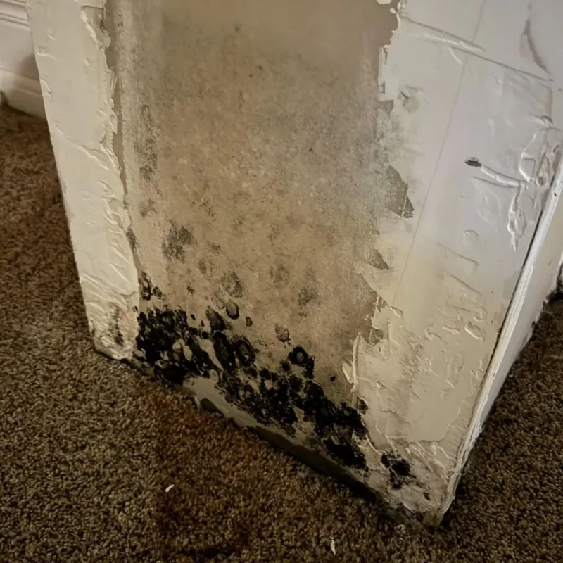 Professional Mold Removal in Piedmont, SC
